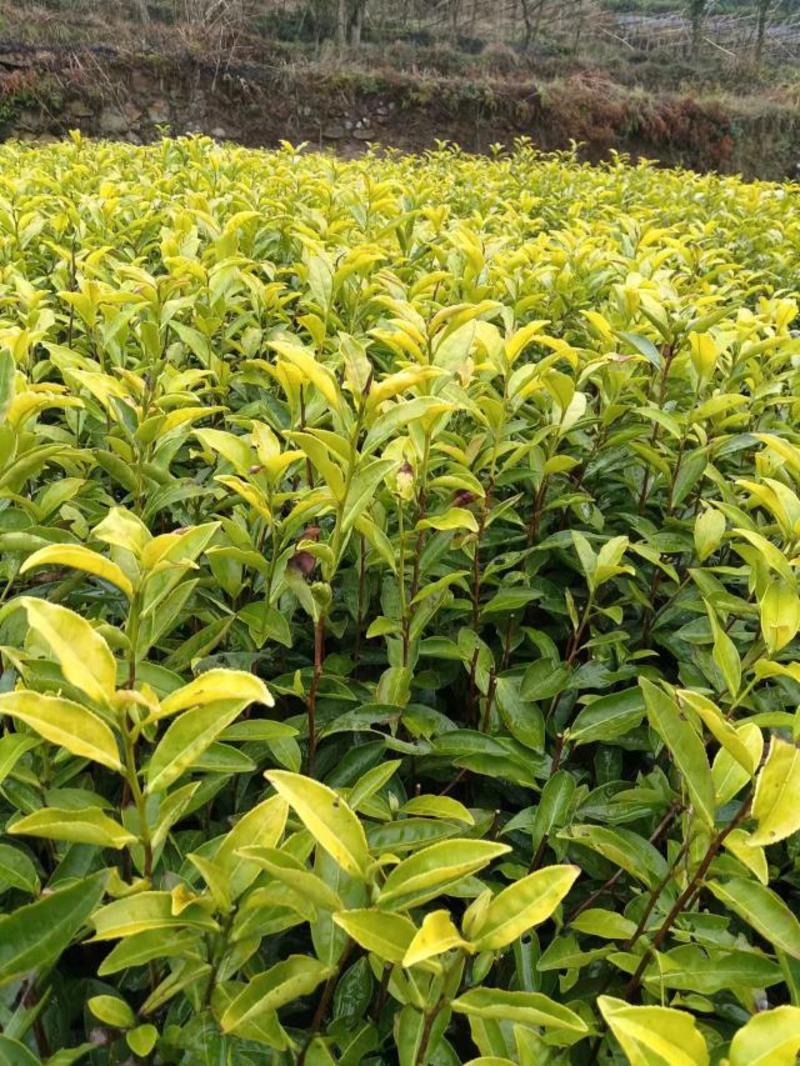 茶树苗金镶玉茶树苗，黄奶白色，绽放芽头，光泽耀眼，裁种易成活