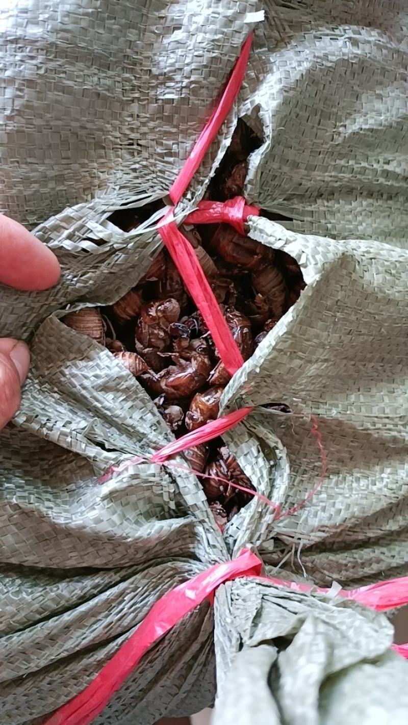 蝉退，知了皮，虫蜕，金牛儿，蝉壳，量大