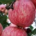 嘎啦，秦阳苹果大量上市中，欢迎各位老板联系！
