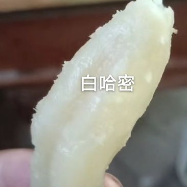精品白哈蜜，糯香甜具全，蒸烤都可以