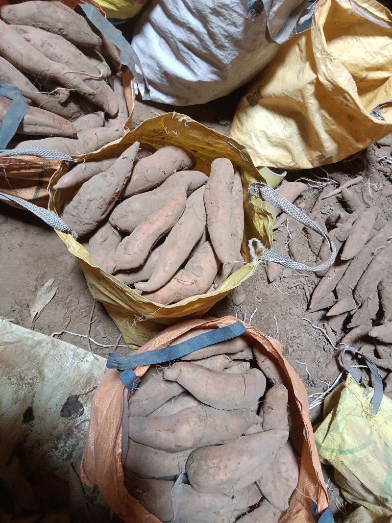 精品白哈蜜，糯香甜具全，蒸烤都可以