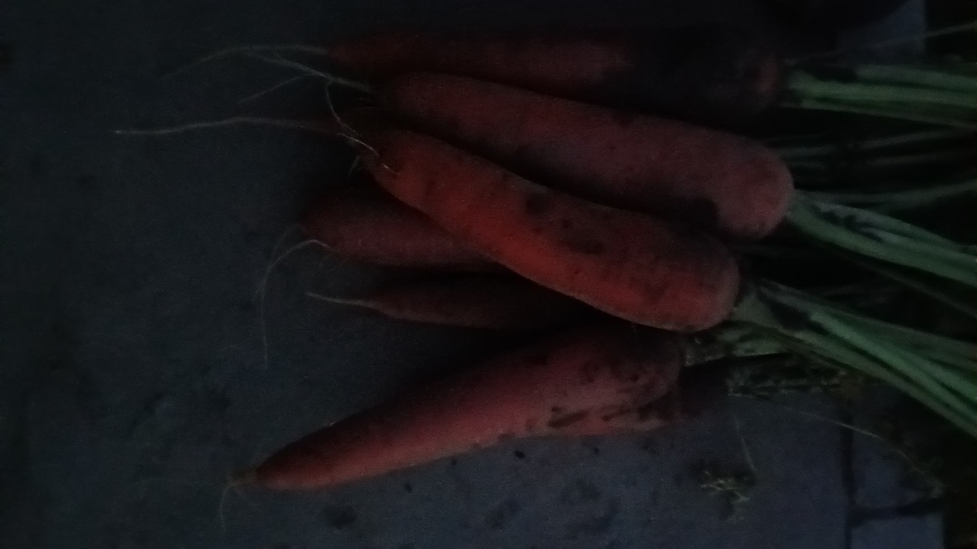 几根洗净的新鲜胡萝卜摆放桌上,展现其鲜艳的颜色和饱满的形态 新鲜胡萝卜特写展示