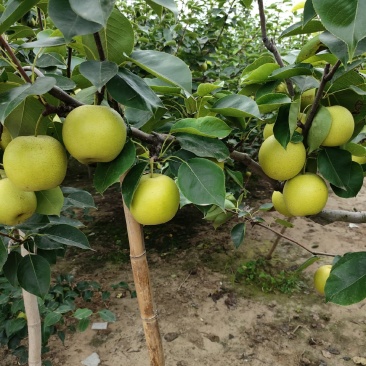 皇冠梨肉汁细腻，无渣，果型端正，货源充足：全国代发