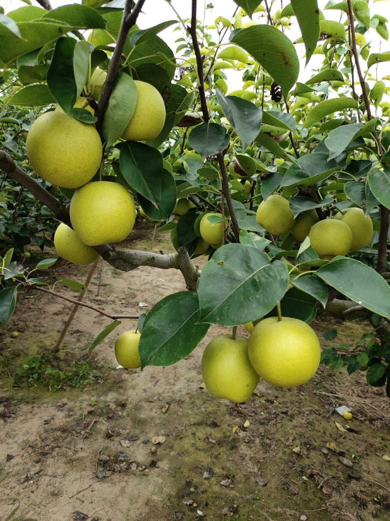 皇冠梨肉汁细腻，无渣，果型端正，货源充足：全国代发