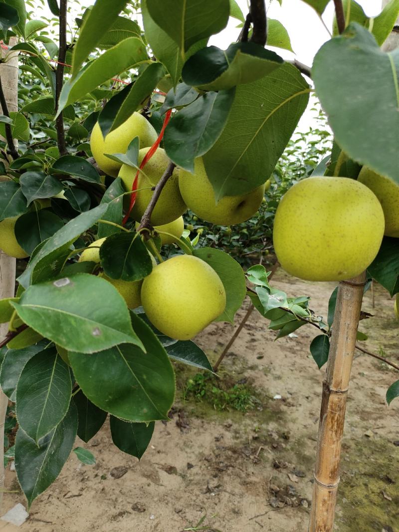 皇冠梨肉汁细腻，无渣，果型端正，货源充足：全国代发