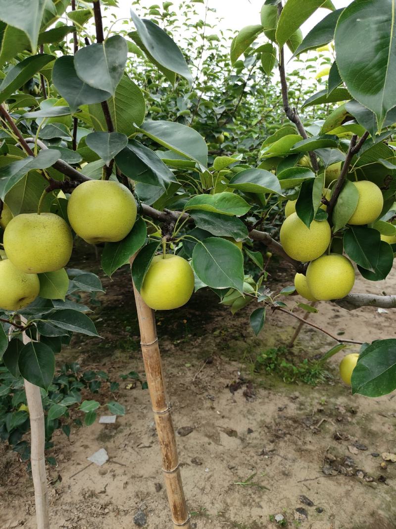 皇冠梨肉汁细腻，无渣，果型端正，货源充足：全国代发