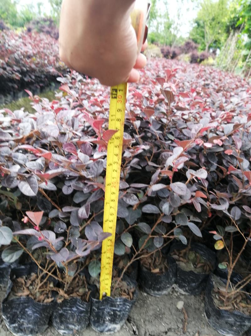 红继木小杯批发，红继木基地批发小杯25高，成都红继木基地