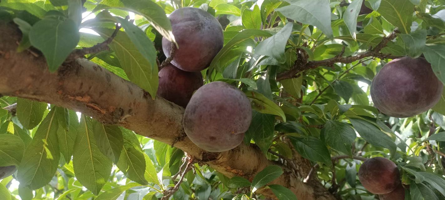 成熟的黑布林李子摆放在木桌上,背景为阳光透过树叶的光影效果 黑布林李子特写