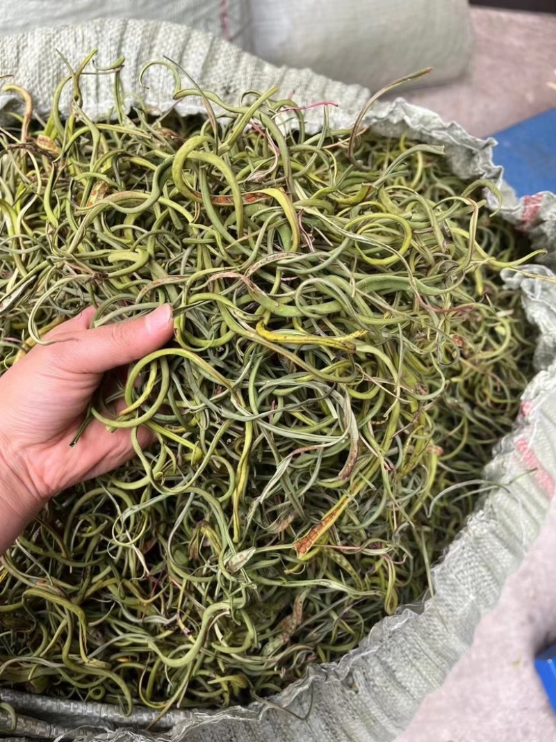 化石草