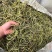 化石草
