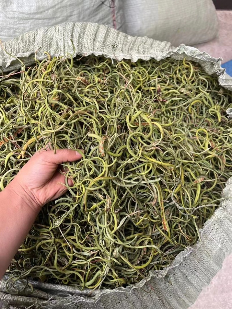 化石草