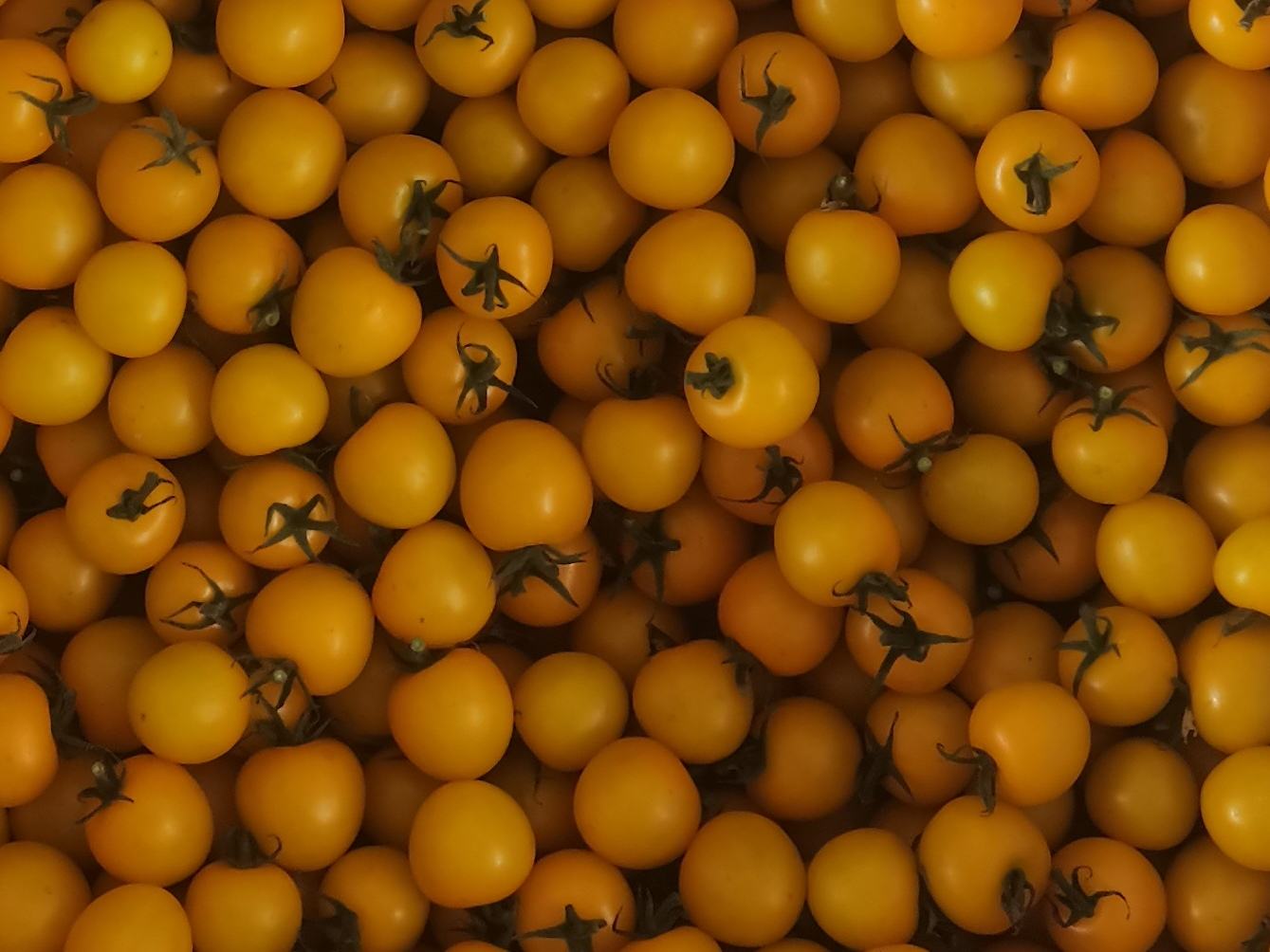 黄果圣女果特写