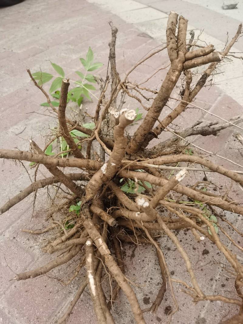 牡丹根100亩丹皮，常年批发供应各种规格，无硫丹皮中药材