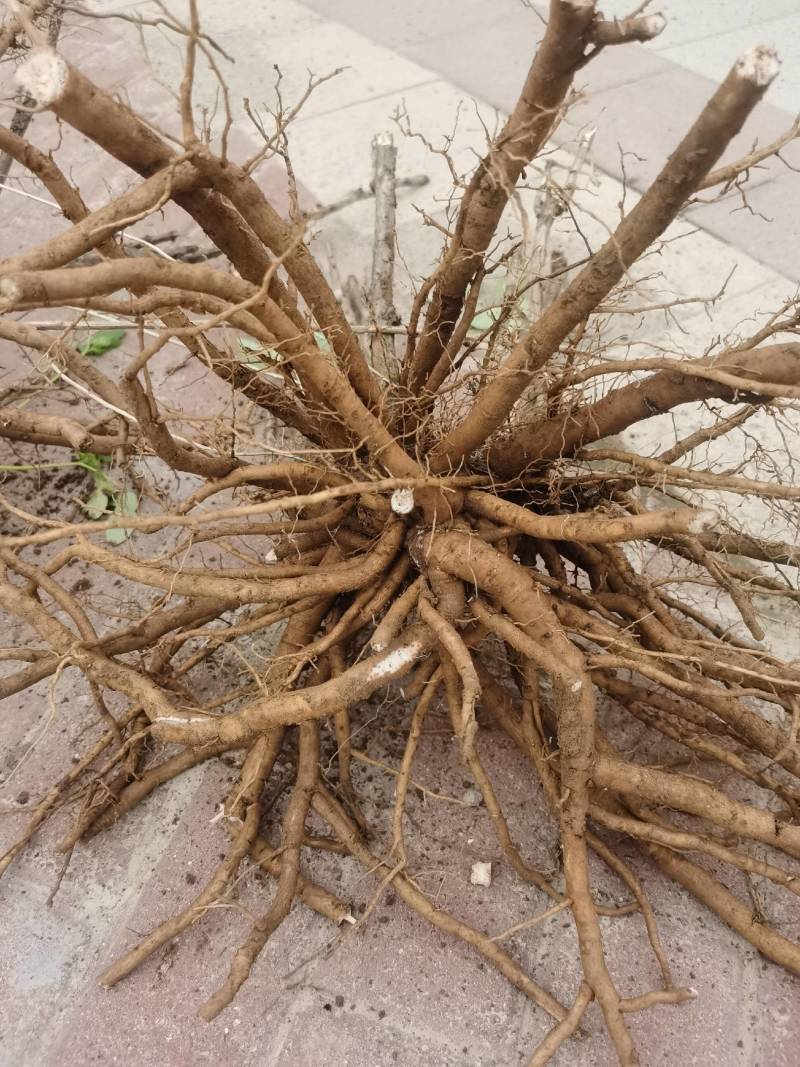 牡丹根100亩丹皮，常年批发供应各种规格，无硫丹皮中药材