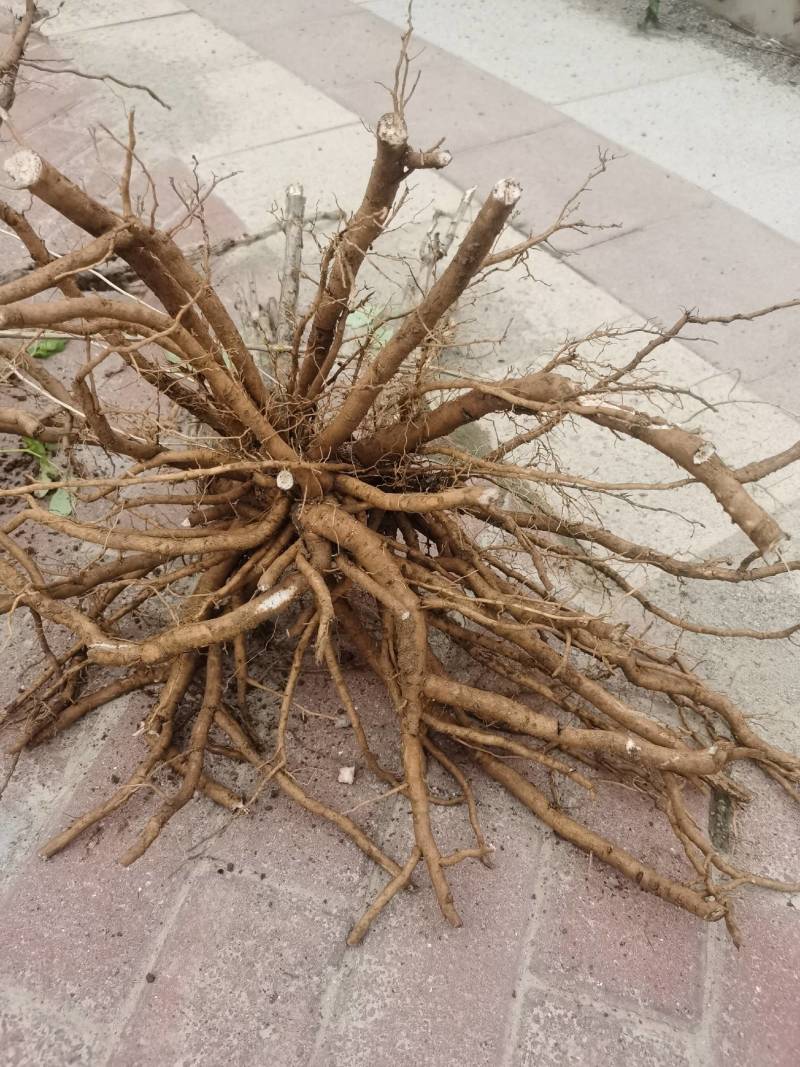 牡丹根100亩丹皮，常年批发供应各种规格，无硫丹皮中药材