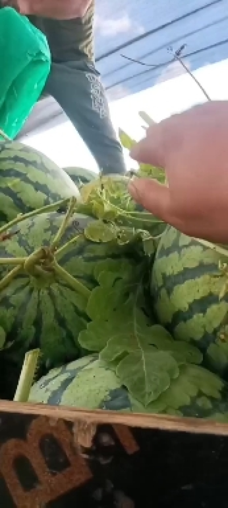 大量供应露天麦茬瓜，正在接单中