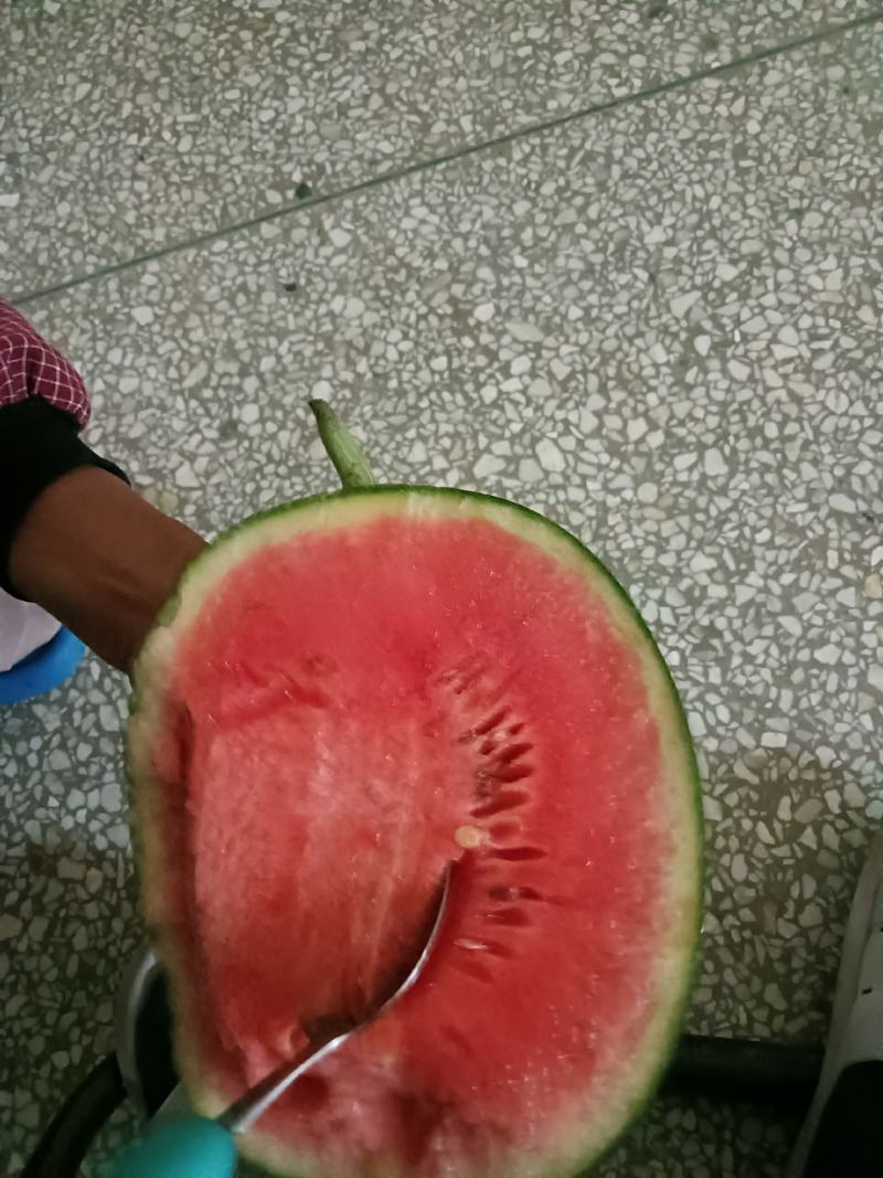 大量供应露天麦茬瓜，正在接单中