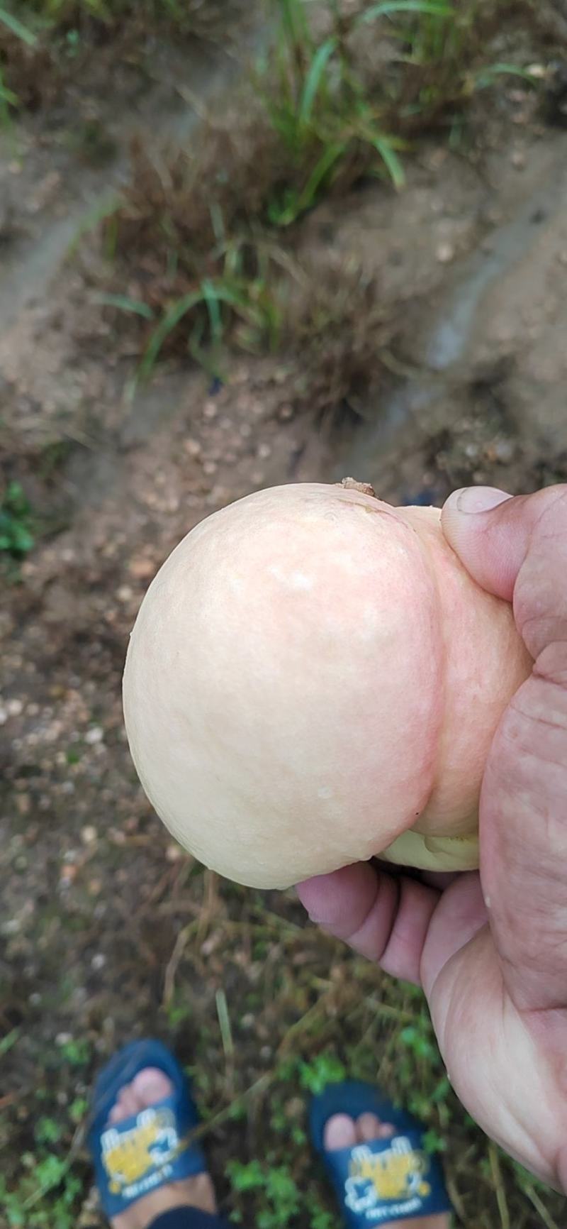 油蟠油二十马上上市