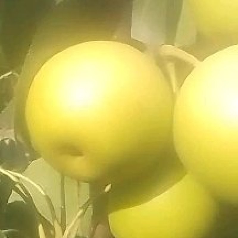 皇冠梨。