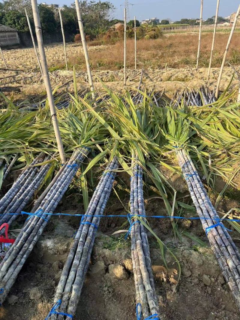 广西黑皮甘蔗脆甜多汁大量上市品质保证量大从优
