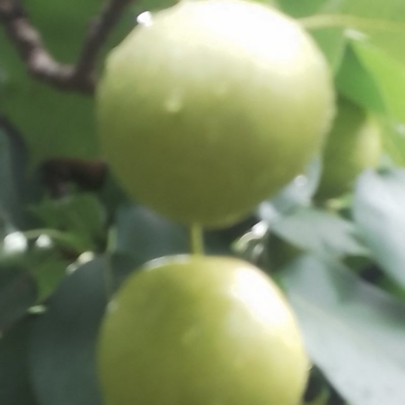 皇冠梨。