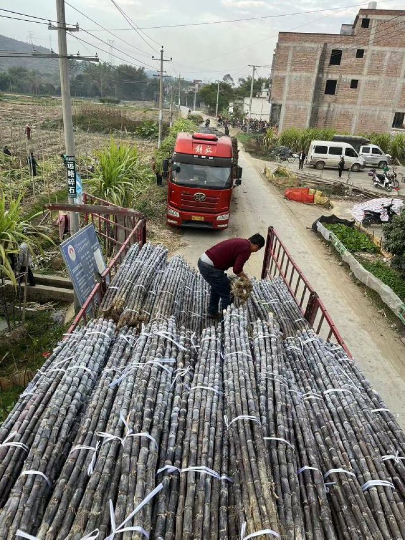 广西黑皮甘蔗产地一手货源品质保证对接电商超市市场等