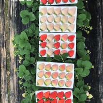 7.24红颜草莓苗实拍