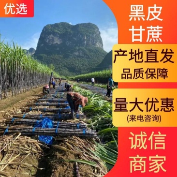 广西黑皮甘蔗产地一手货源品质保证对接电商超市市场等