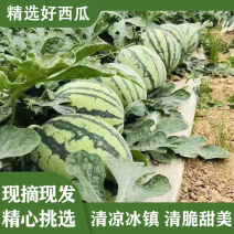 【精品】宁夏麒麟美都西瓜自家基地种植质量优