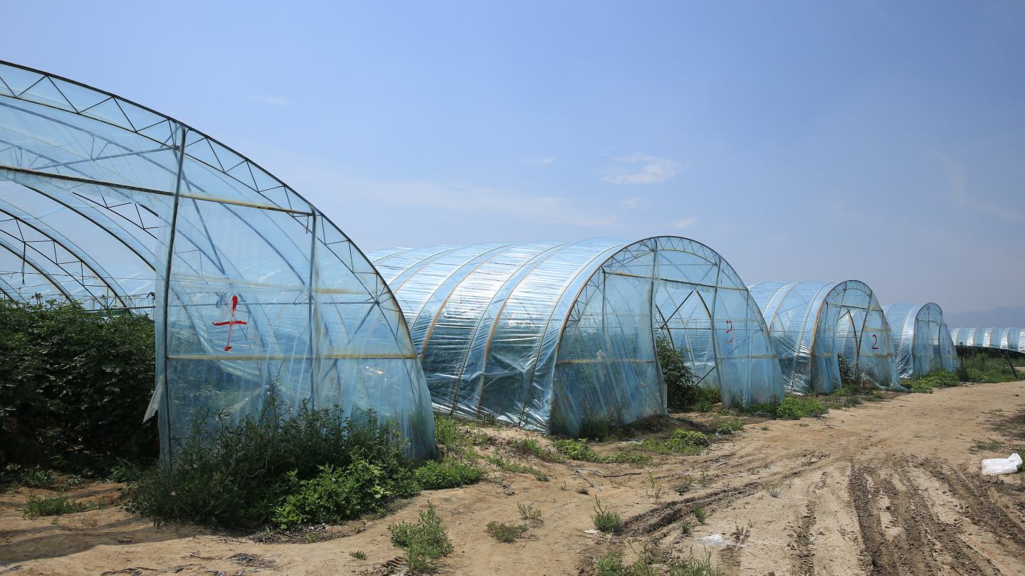 熊蜂授粉实景图