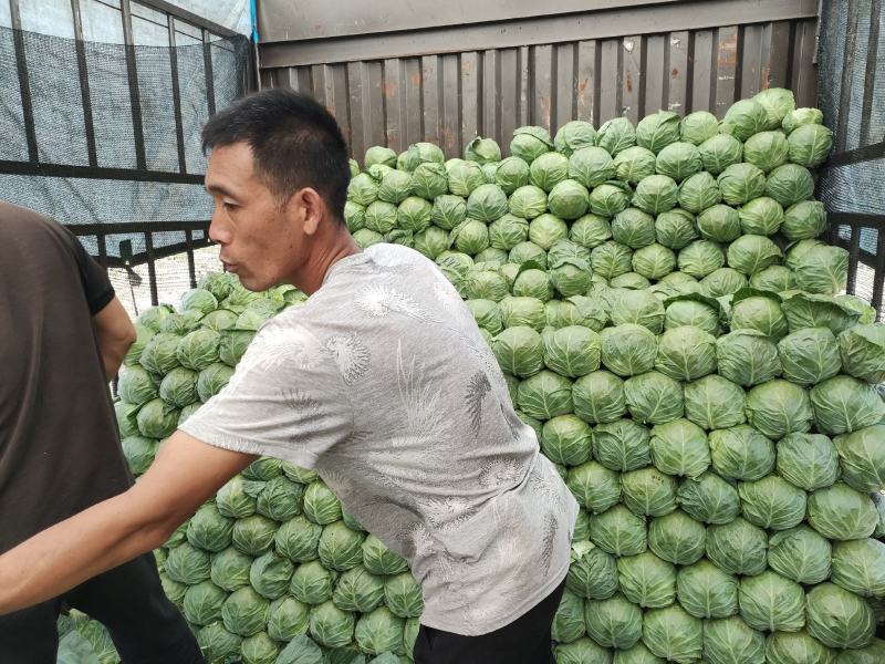 内蒙古乌兰察布后期甘蓝手感菜