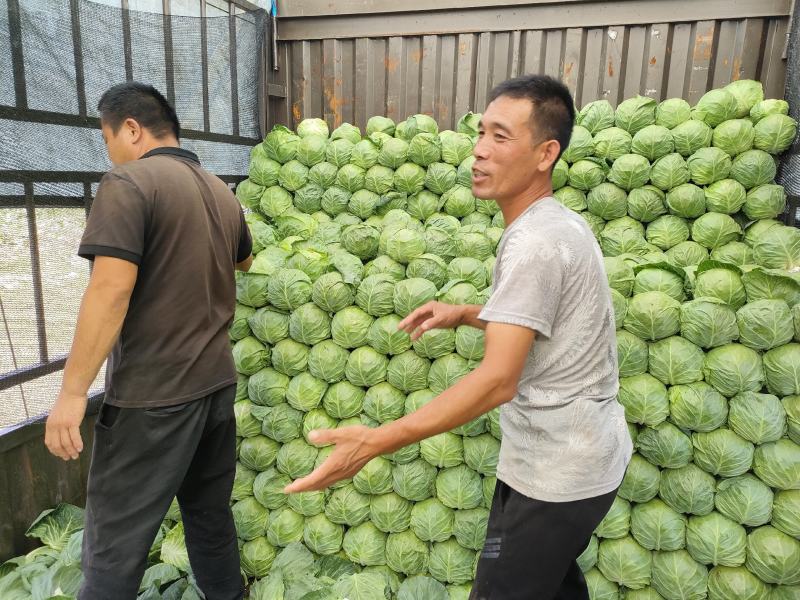 内蒙古乌兰察布后期甘蓝手感菜