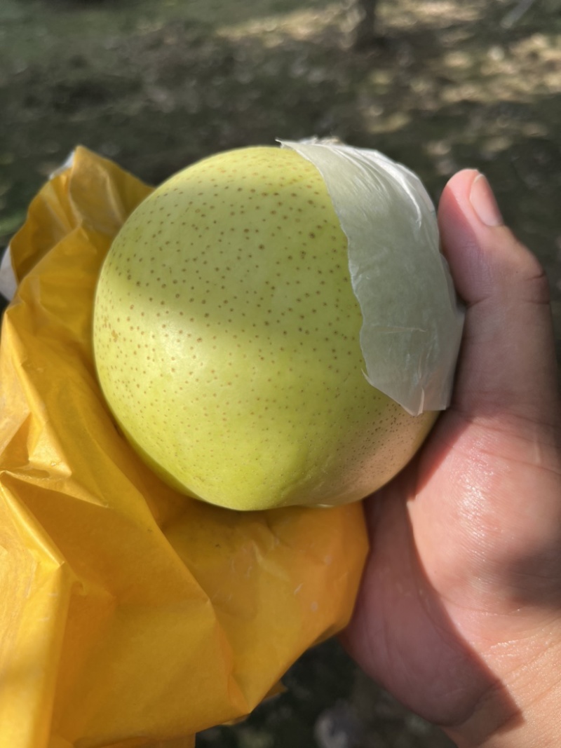 原产地：万亩果园，黄金梨，腊子袋，皮薄多汁，原产地发货！