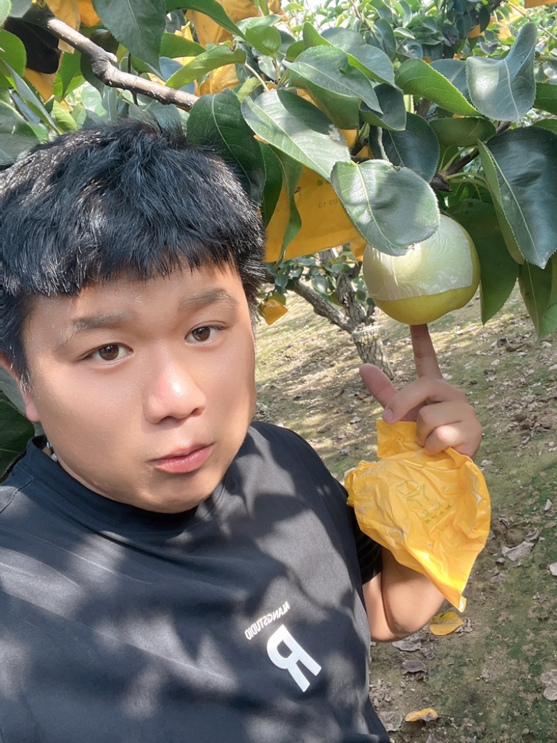 原产地：万亩果园，黄金梨，腊子袋，皮薄多汁，原产地发货！