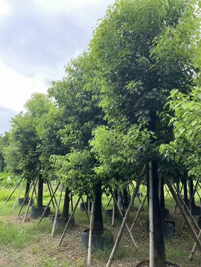 精品香樟15-18-20-25各种规格齐全，欢迎来咨询