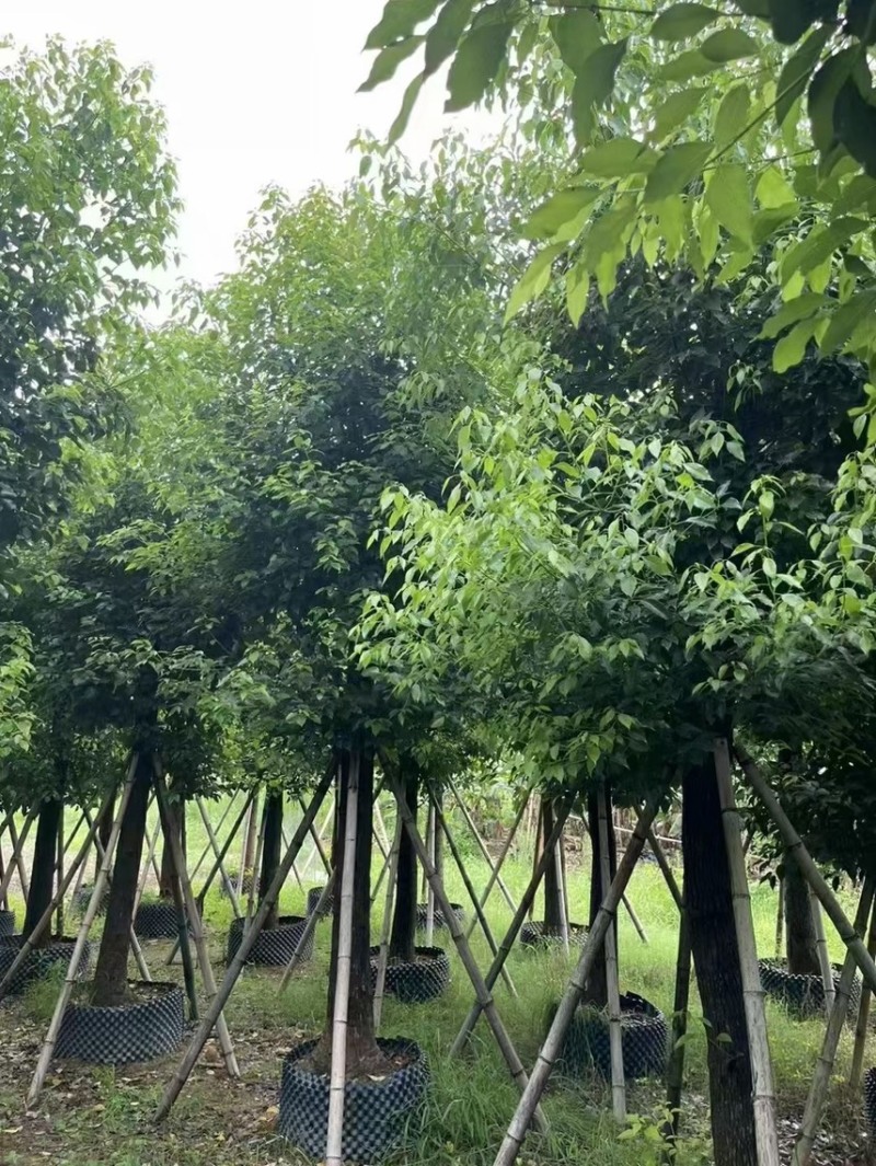 精品香樟15-18-20-25各种规格齐全，欢迎来咨询