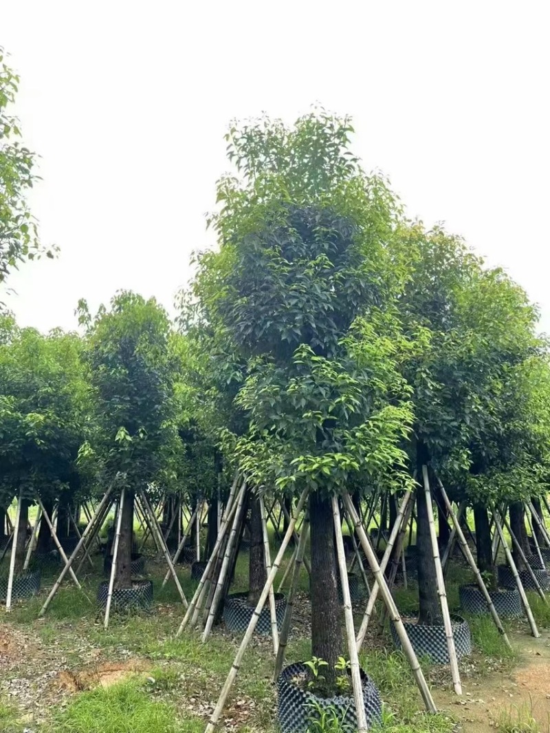 精品香樟15-18-20-25各种规格齐全，欢迎来咨询