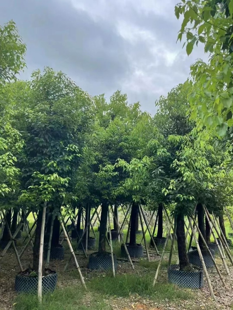 精品香樟15-18-20-25各种规格齐全，欢迎来咨询