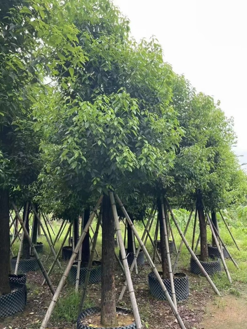 精品香樟15-18-20-25各种规格齐全，欢迎来咨询
