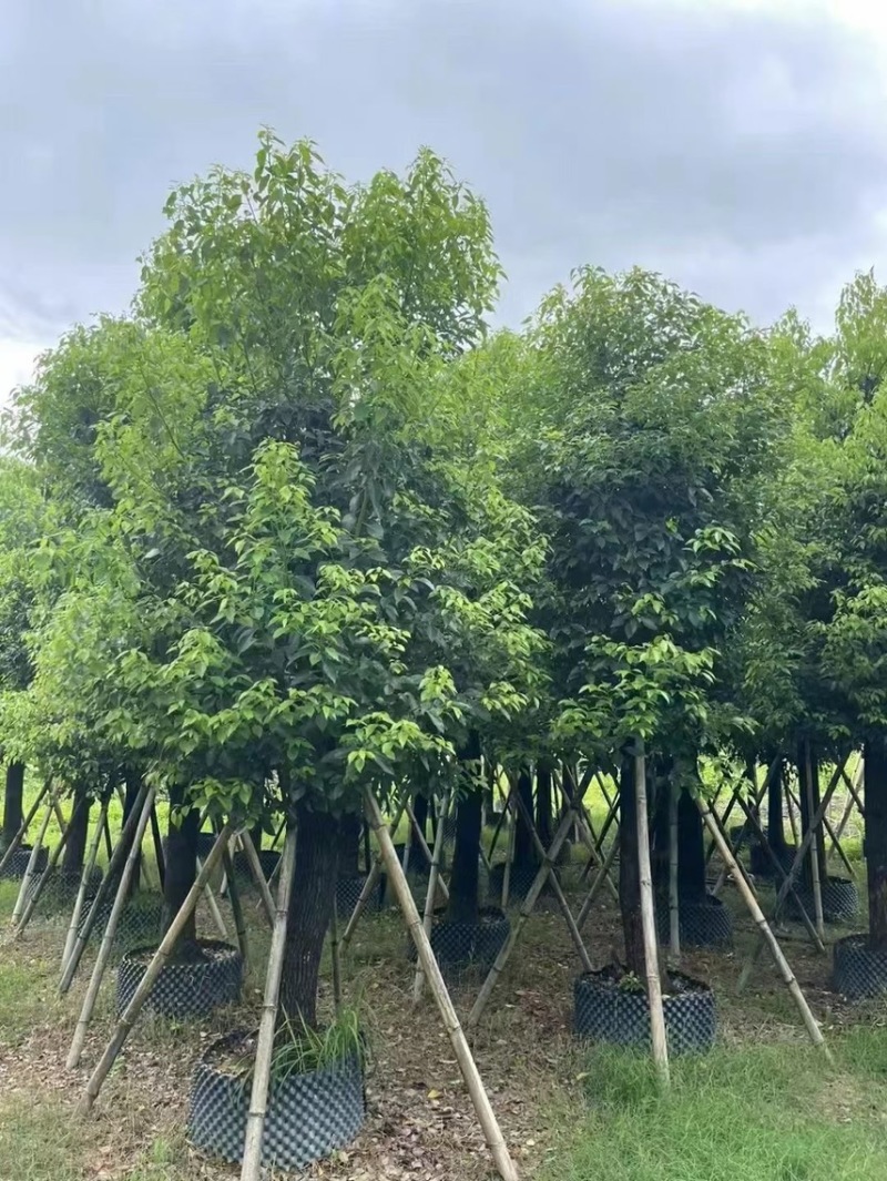 精品香樟15-18-20-25各种规格齐全，欢迎来咨询