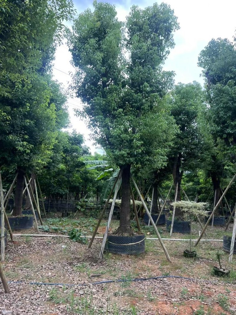 精品香樟15-18-20-25各种规格齐全，欢迎来咨询