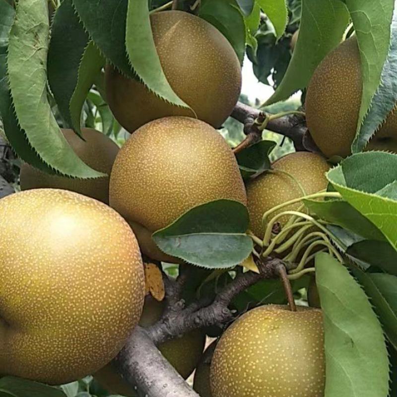 圆黄梨