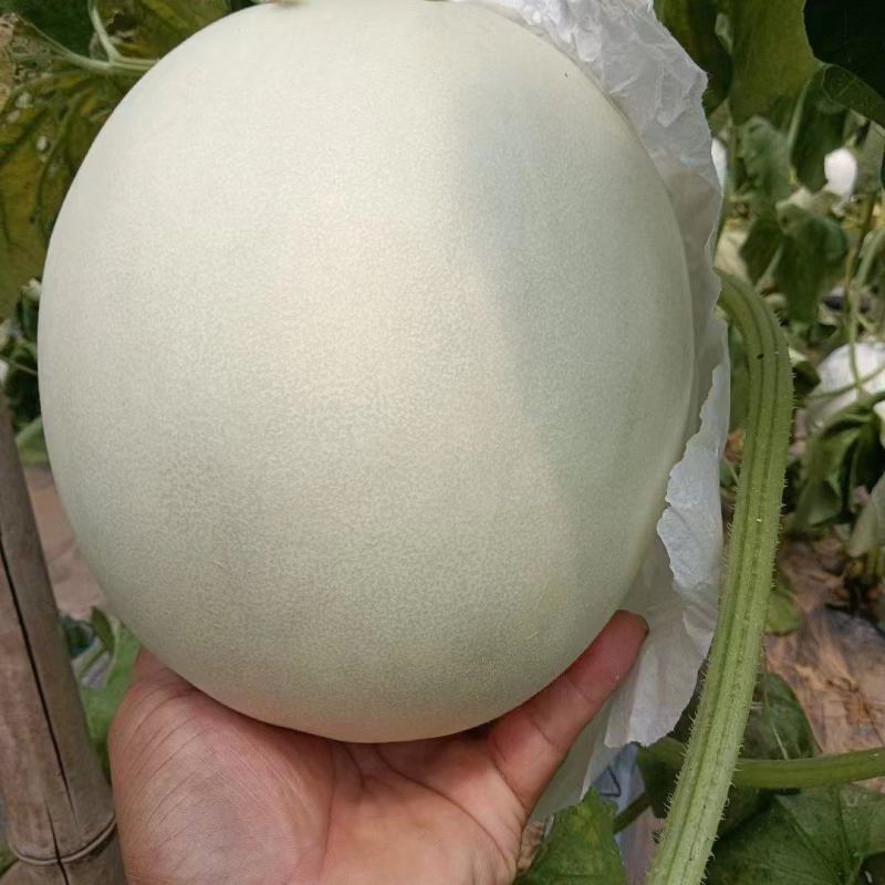 精品玉菇甜瓜，饶阳万亩特产，诚信代发电商批发商，欢迎订购