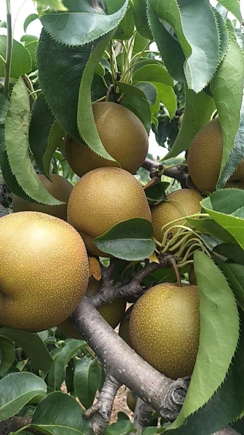圆黄梨