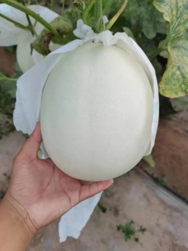 精品玉菇甜瓜，饶阳万亩特产，诚信代发电商批发商，欢迎订购