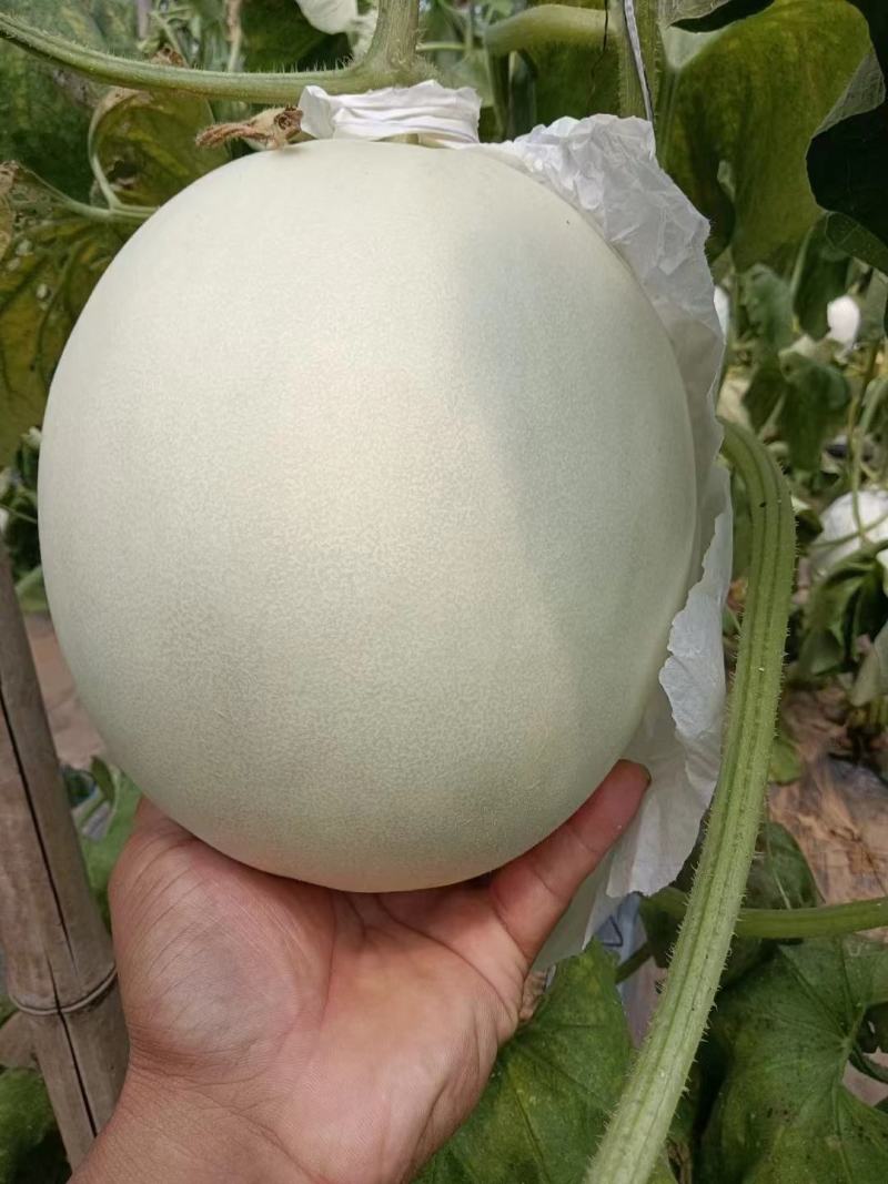 精品玉菇甜瓜，饶阳万亩特产，诚信代发电商批发商，欢迎订购