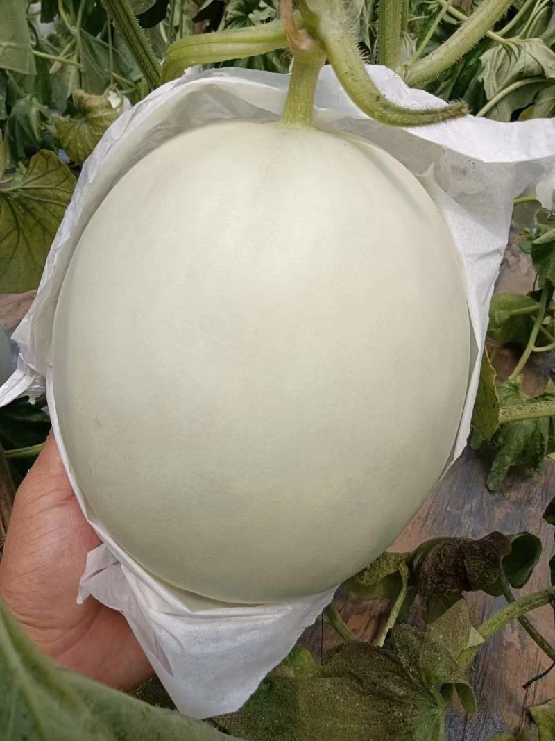 精品玉菇甜瓜，饶阳万亩特产，诚信代发电商批发商，欢迎订购