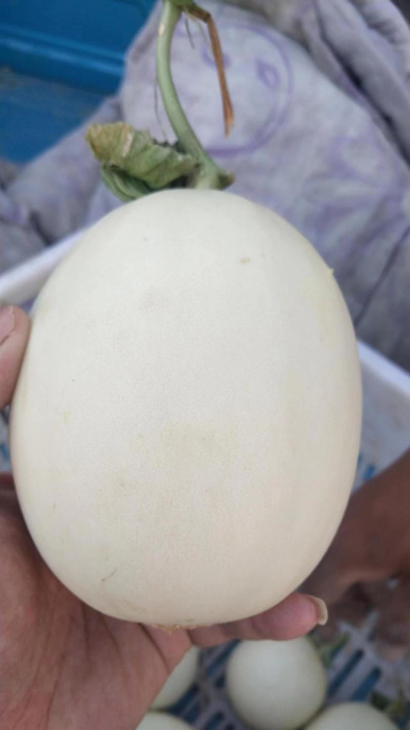 精品玉菇甜瓜，饶阳万亩特产，诚信代发电商批发商，欢迎订购