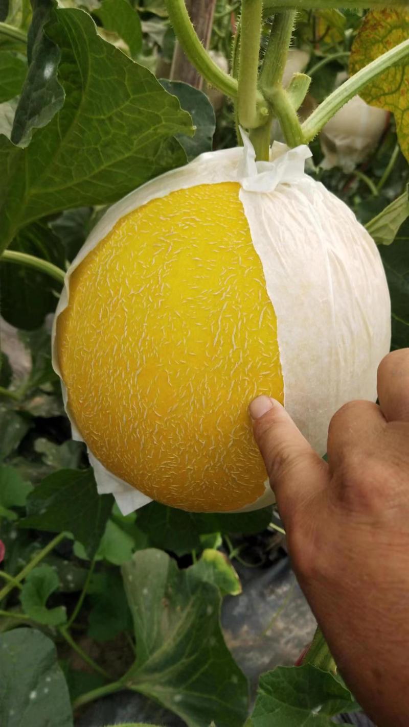 精品玉菇甜瓜，饶阳万亩特产，诚信代发电商批发商，欢迎订购