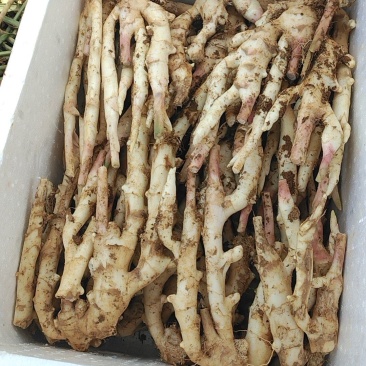 嫩姜大量上市货源充足